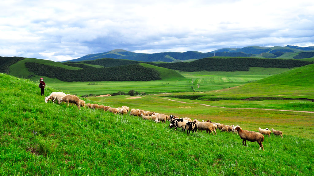 Bashang Grassland